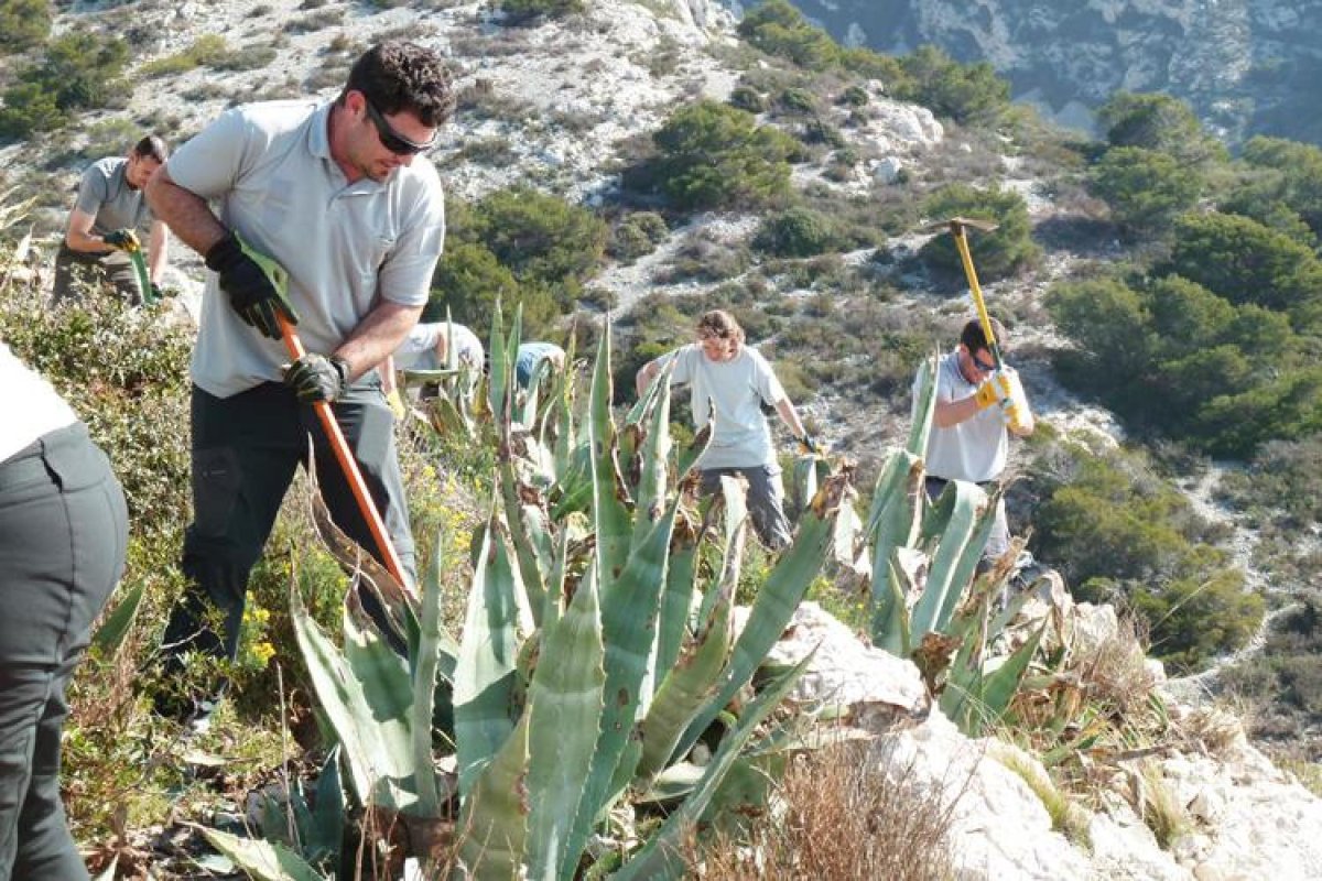 外来入侵物种：号称“生态”项目的薄弱环节 