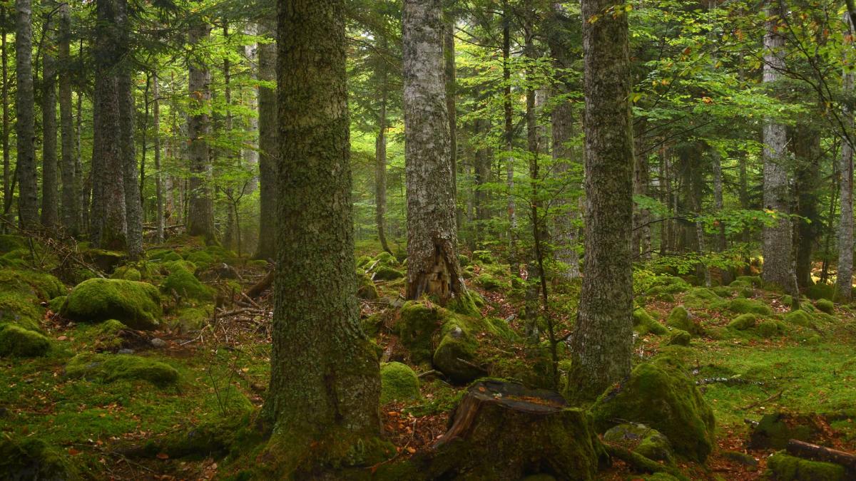 迈向“城市生态系统服务付费” 