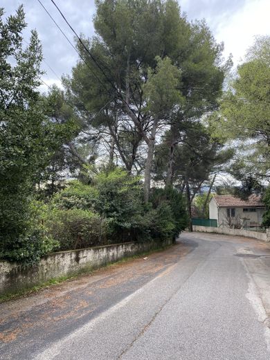 城市生物多样性：当法院保护那些清凉的角落 